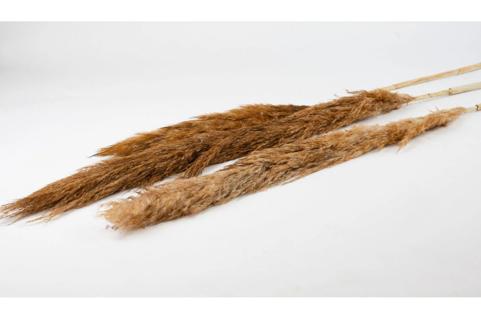 French Beige Pampas Bouquet - Image 3