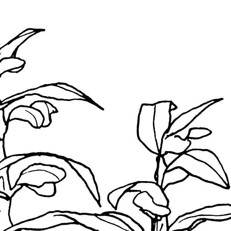 Blanca Mural Wallpaper - Image 8