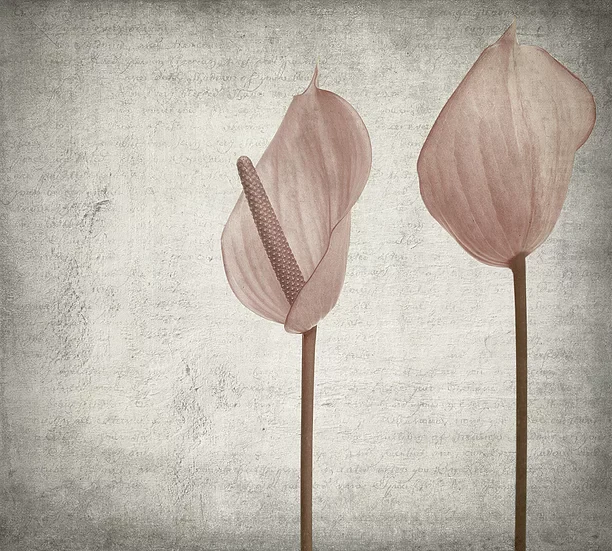 Calla Lilies Mural Wallpaper - Image 2