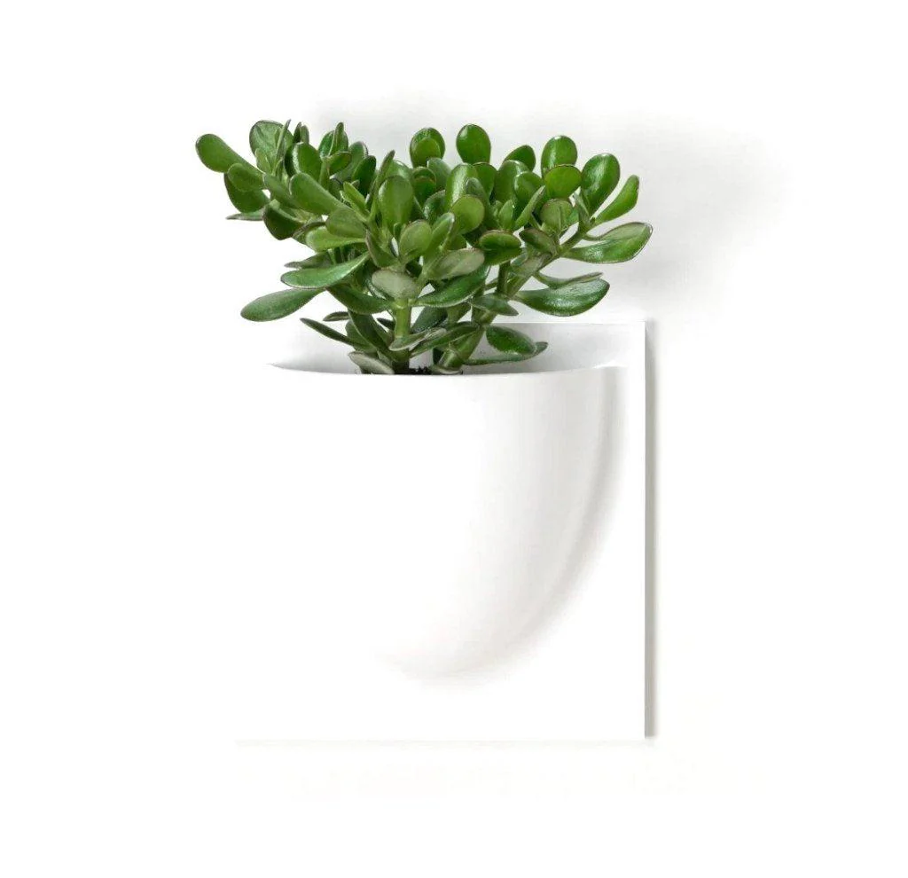Caramel VertiPlant Bio Wall Container - Image 4