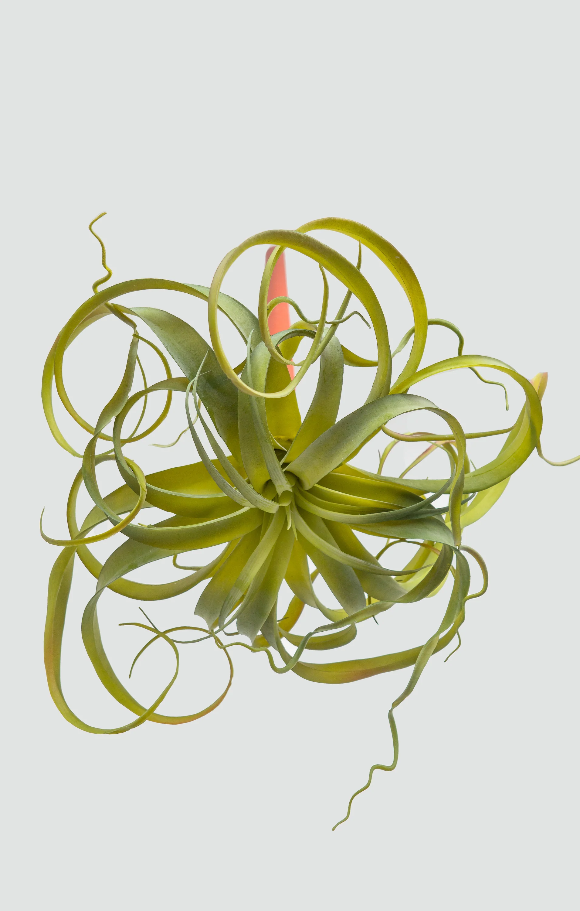 Cascade Suspended Planter with Preserved Plants - Image 15