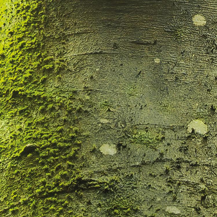 Der Traumbaum Mural Wallpaper - Image 6