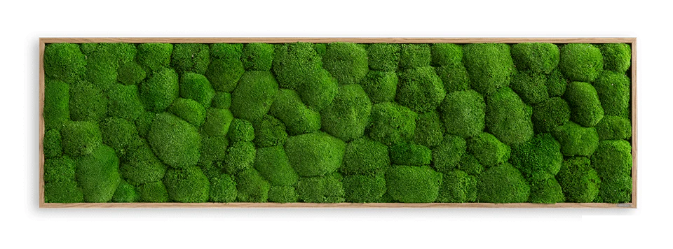 Wide Green Moss Wall Art (140x40cm) - Image 12