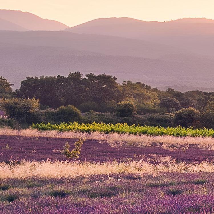 Lavender Dream Mural Wallpaper - Image 5