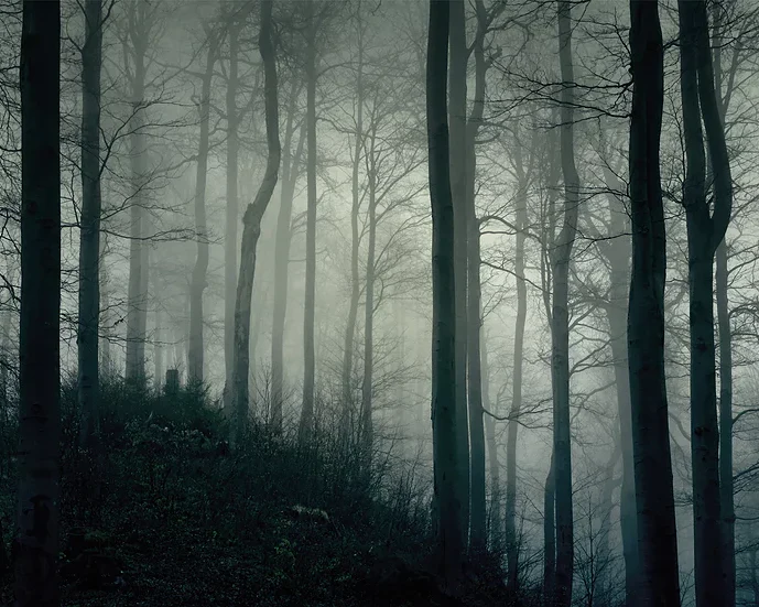 Forest at Dawn Mural Wallpaper - Image 2