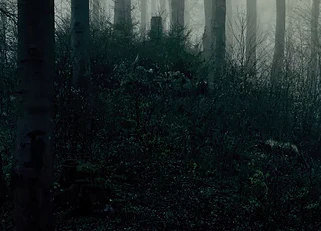 Forest at Dawn Mural Wallpaper - Image 3