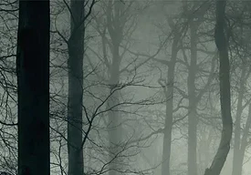 Forest at Dawn Mural Wallpaper - Image 4