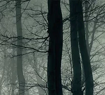 Forest at Dawn Mural Wallpaper - Image 5