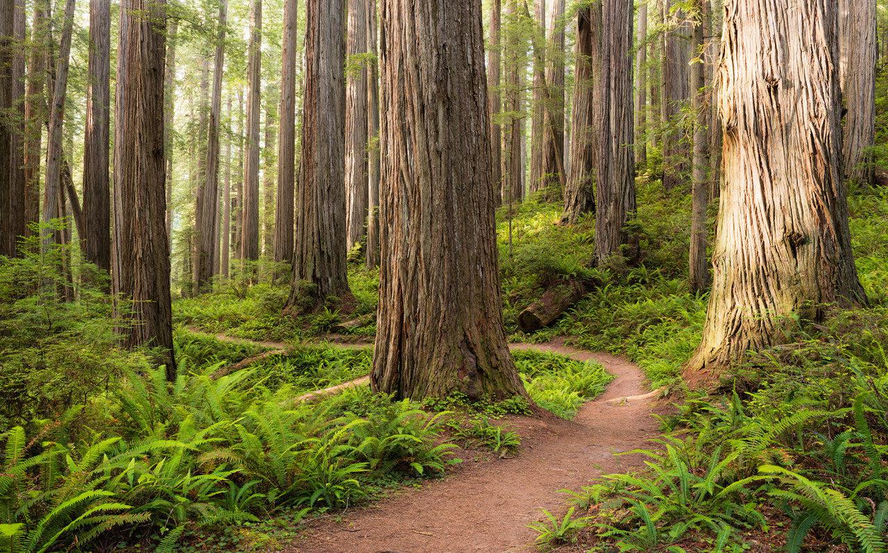 Redwood Trail Mural Wallpaper - Image 2