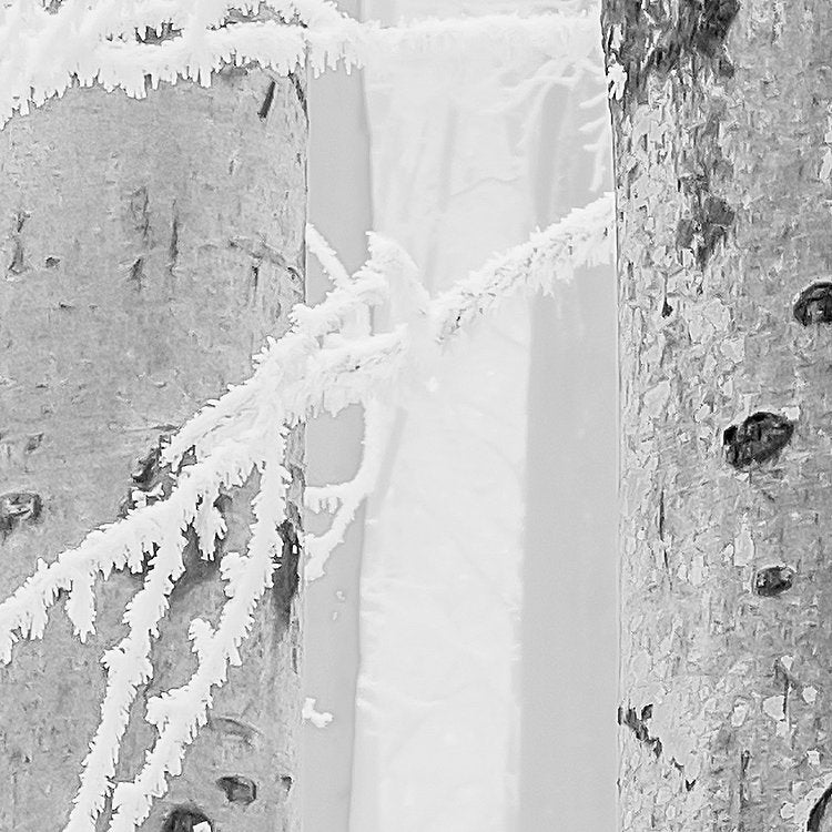 Frozen Forest Mural Wallpaper - Image 6