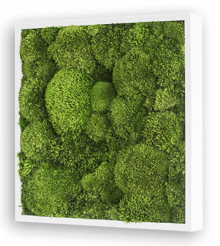 Green Square Moss Art (35cm) - Image 4