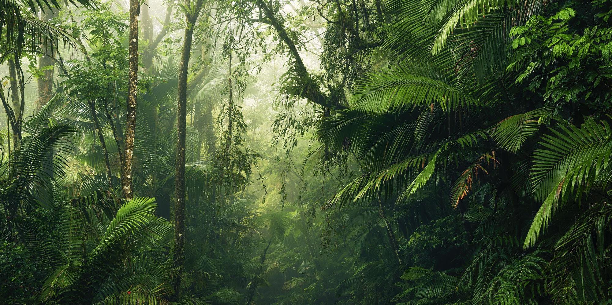 Into the Wild Mural Wallpaper - Image 2