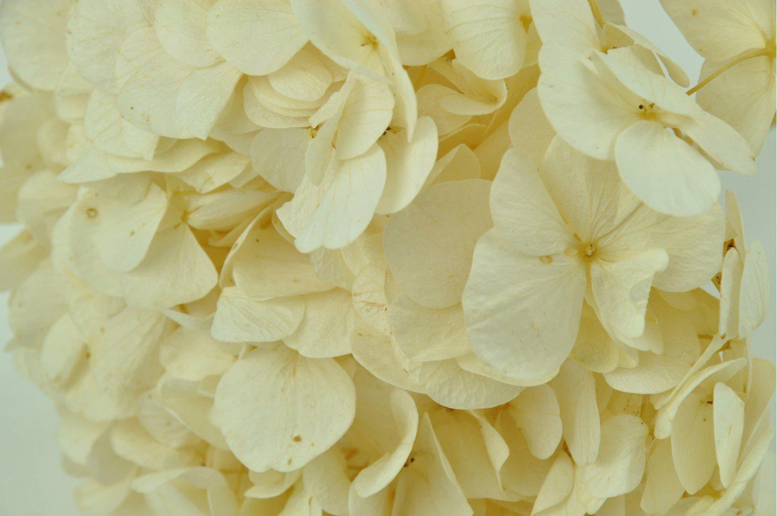 Ivory Hydrangea Bouquets - Image 4