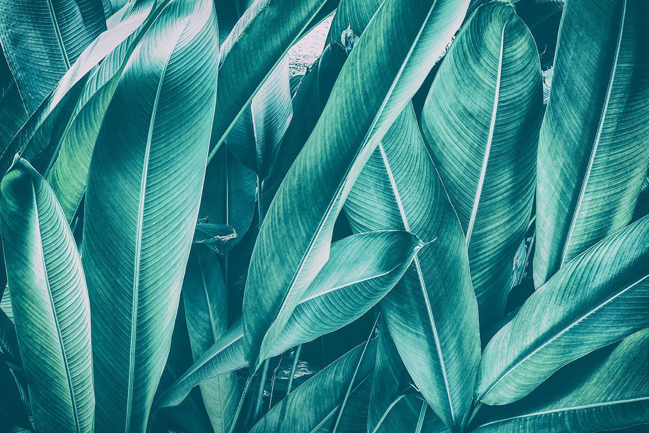 Evening Foliage Mural Wallpaper - Image 2