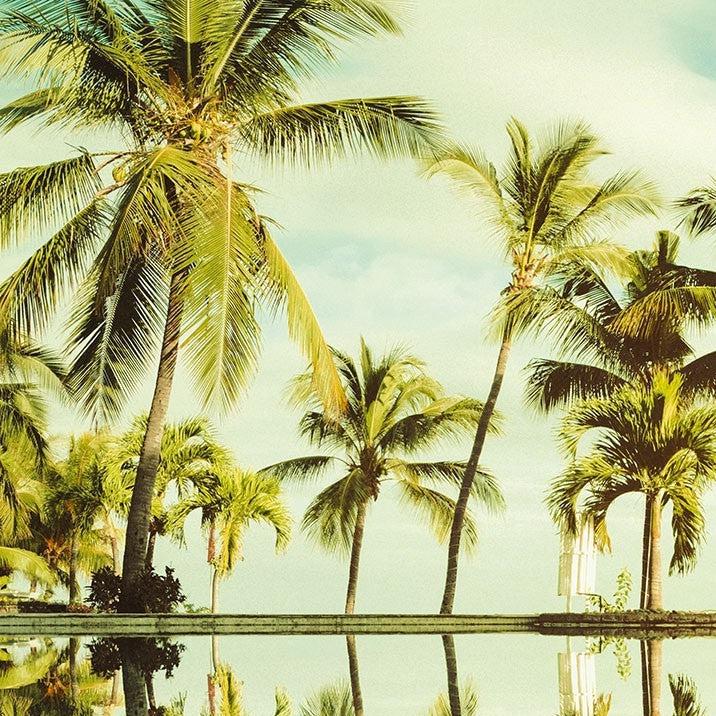 Mirror in the Palms Mural Wallpaper - Image 8