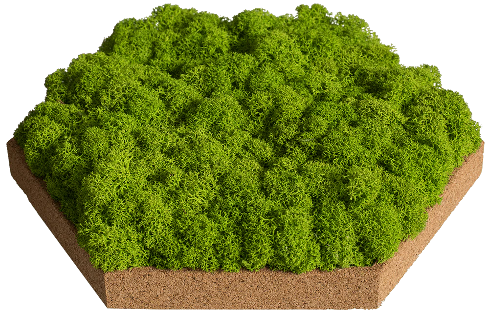 Cork Hexagons Moss Wall Art (Set of 10 Moss Panels) - Image 14
