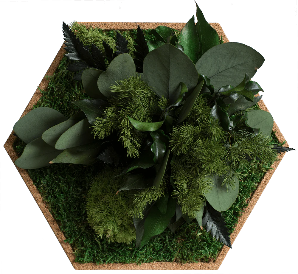 Cork Hexagons Moss Wall Art (Set of 5 Moss Panels) - Image 8