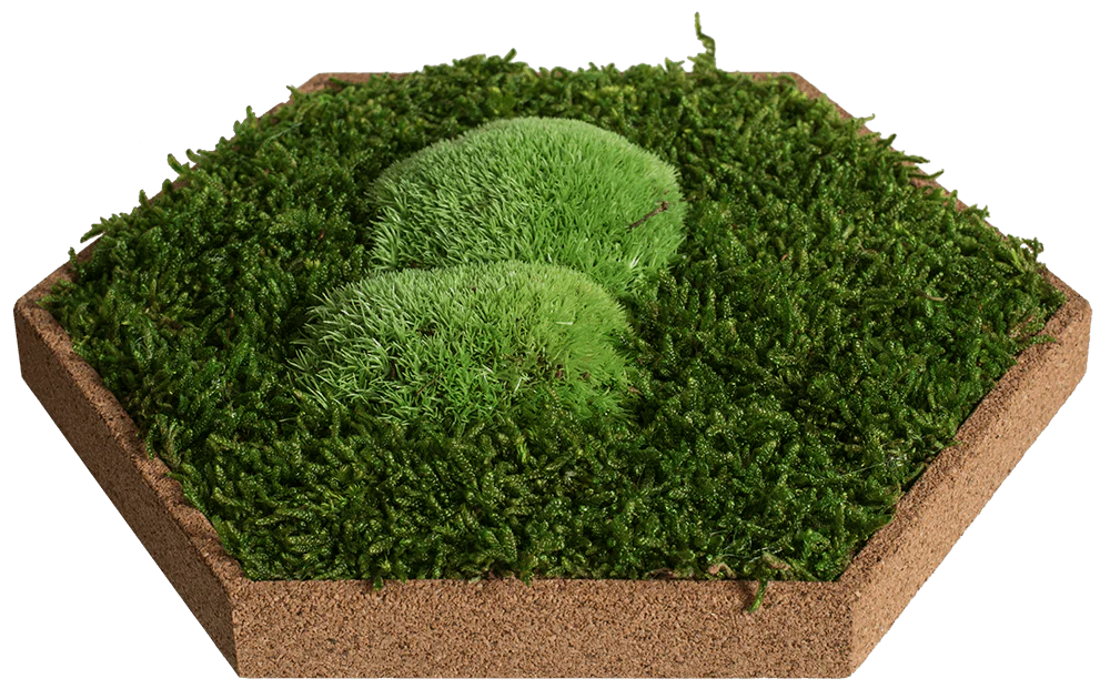 Cork Hexagons Moss Wall Art (Set of 50 Moss Panels) - Image 11