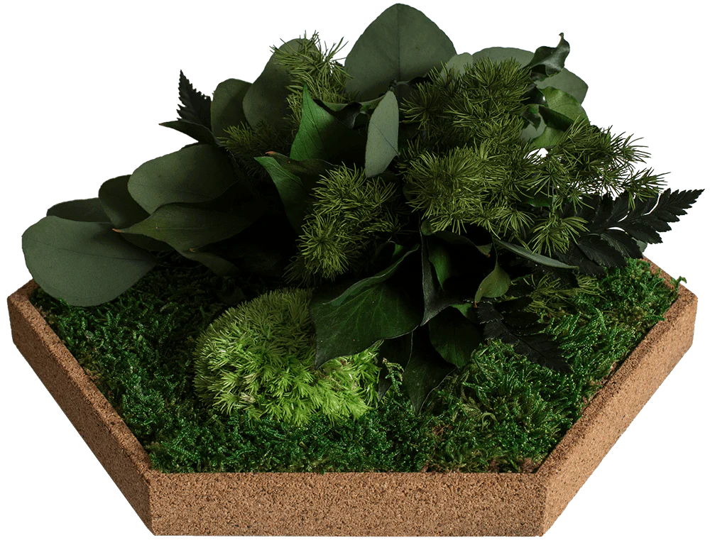 Cork Hexagons Moss Wall Art (Set of 50 Moss Panels) - Image 9