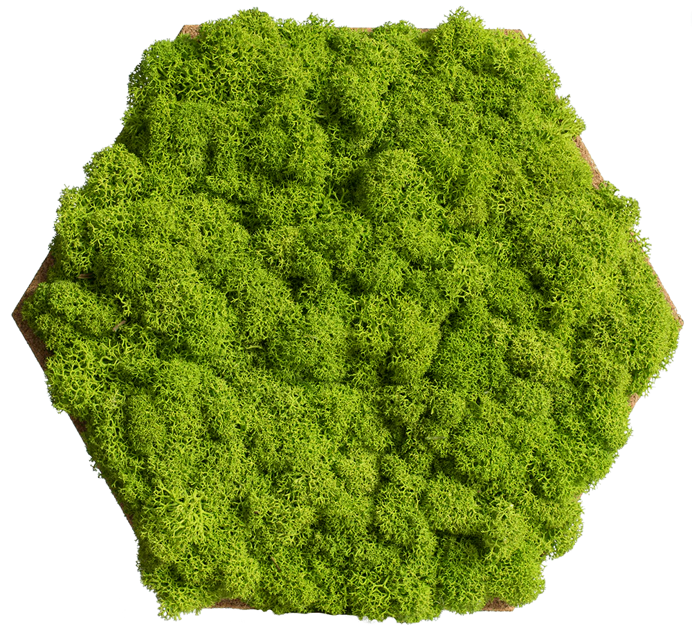 Cork Hexagons Moss Wall Art (Set of 25 Moss Panel) - Image 11