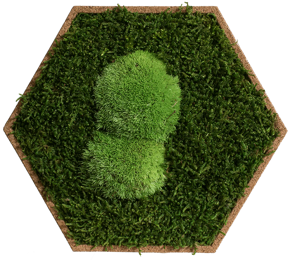 Cork Hexagons Moss Wall Art (Set of 25 Moss Panel) - Image 8