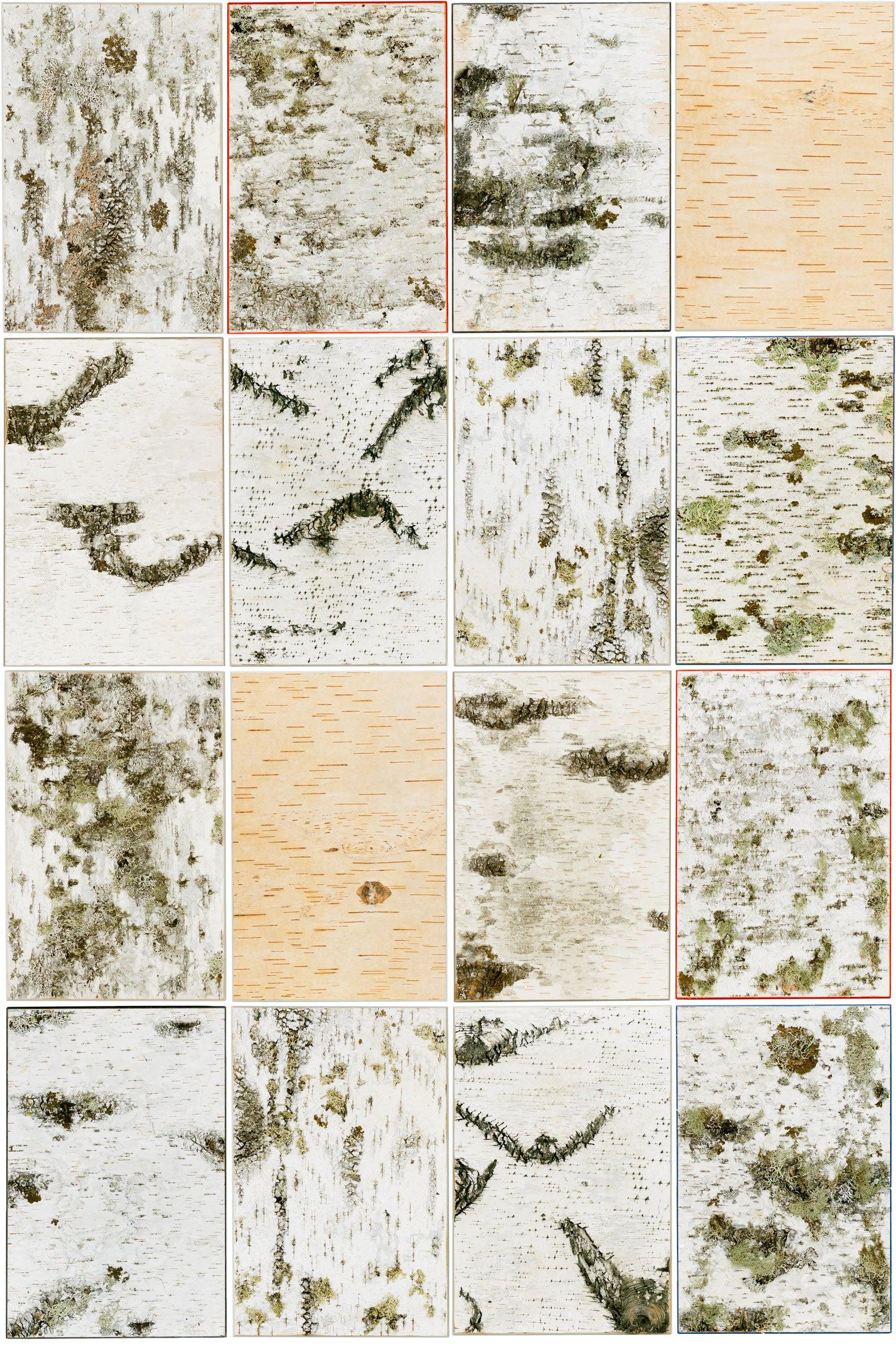 Moya Seina Birch Bark Wall Panels - Image 3
