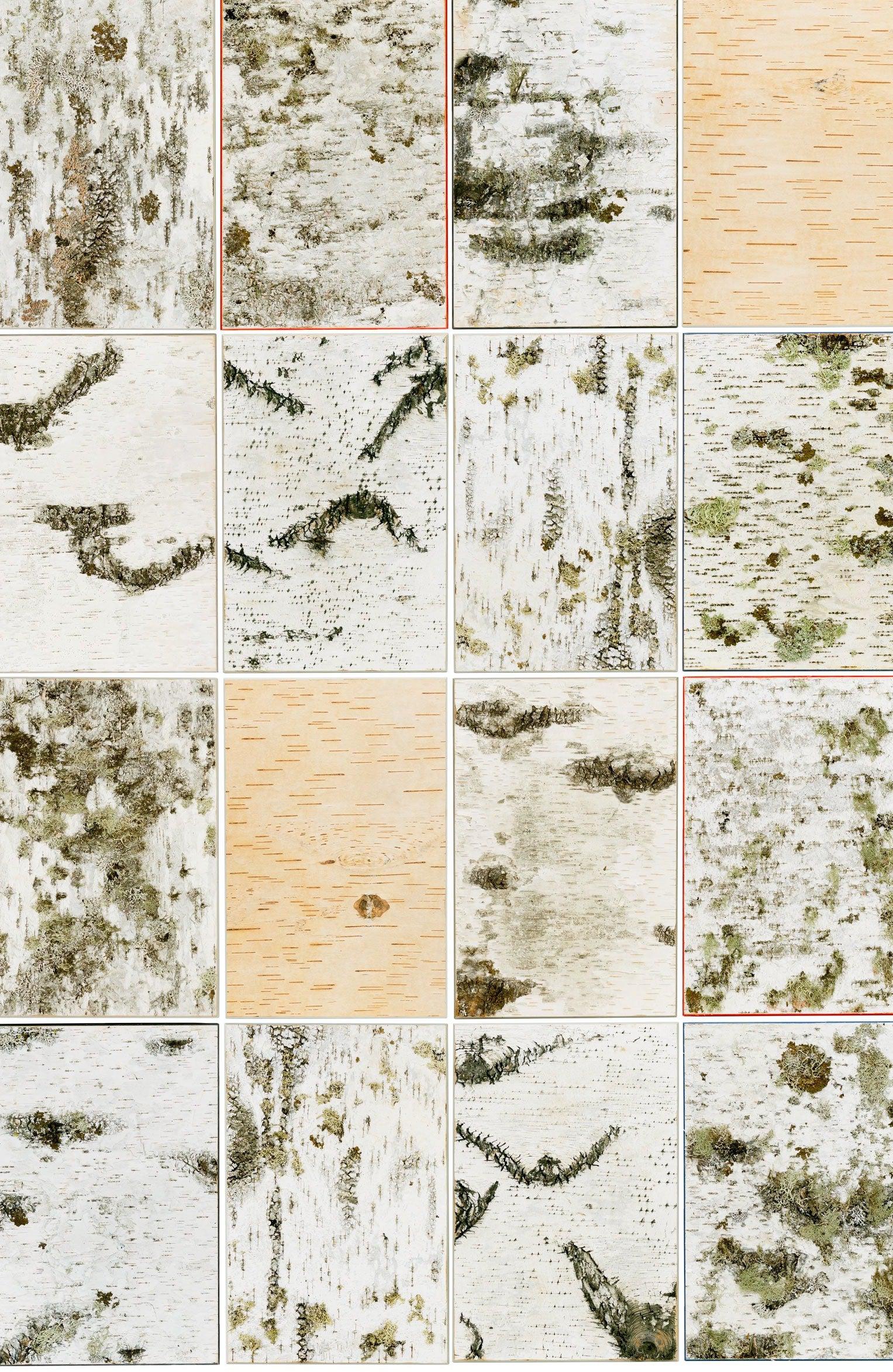 Moya Seina Birch Bark Wall Panel - Image 3