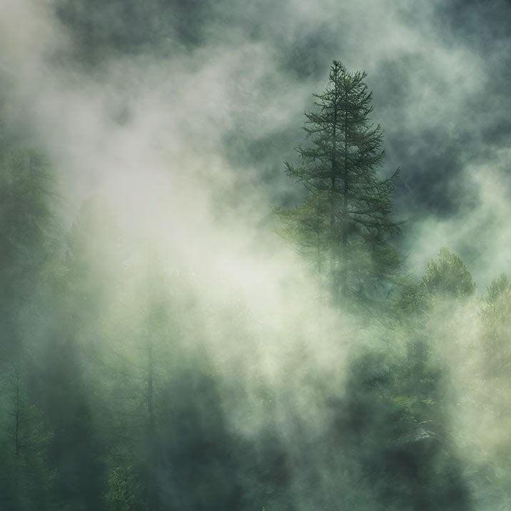 Misty Crowns Mural Wallpaper - Image 5