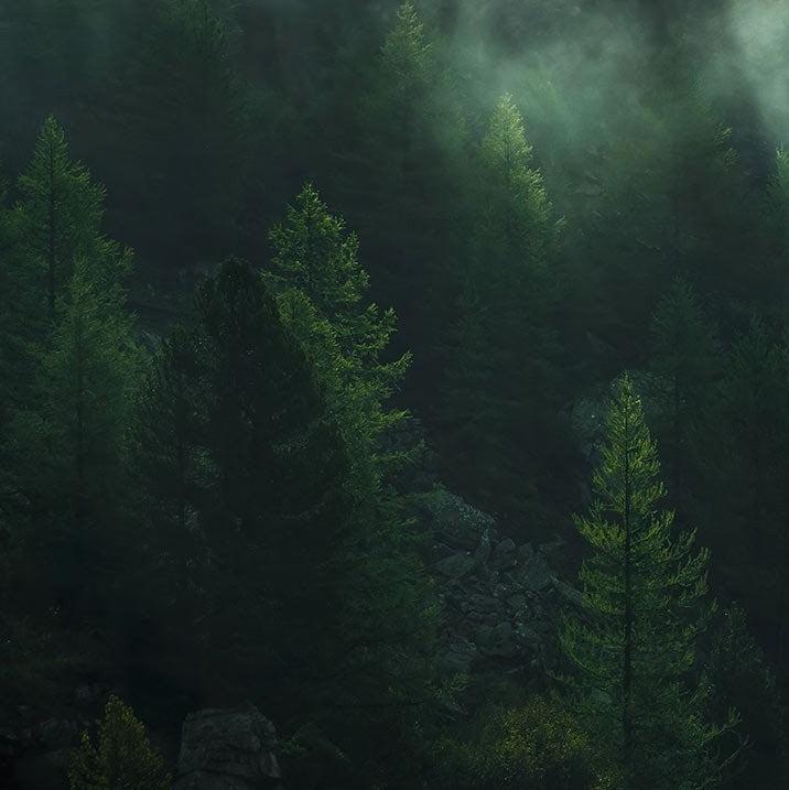 Misty Crowns Mural Wallpaper - Image 6