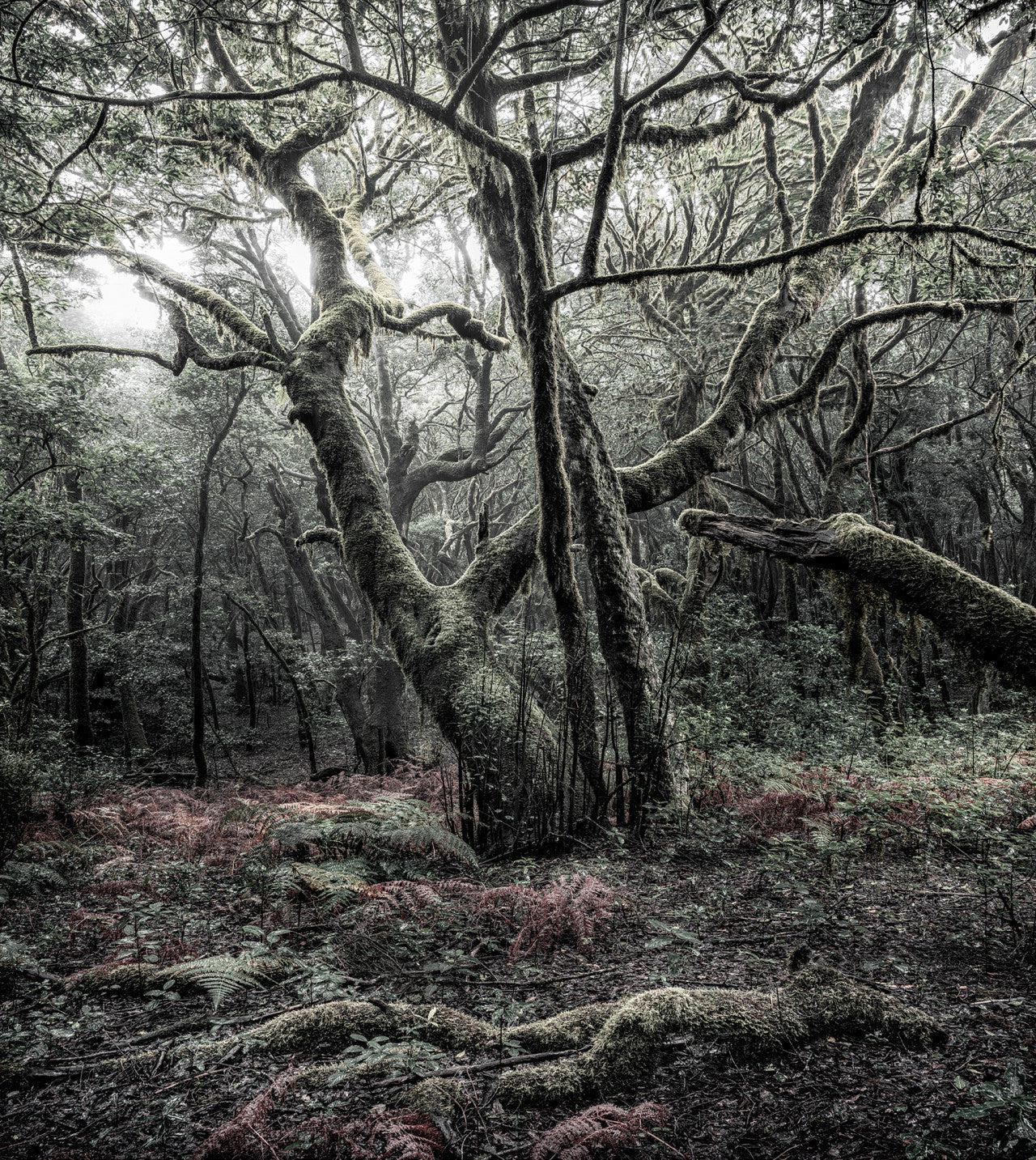 Mystic Tree Mural Wallpaper - Image 2
