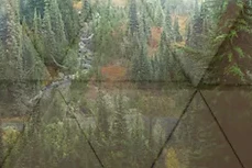 Dimensional Forest Mural Wallpaper - Image 4