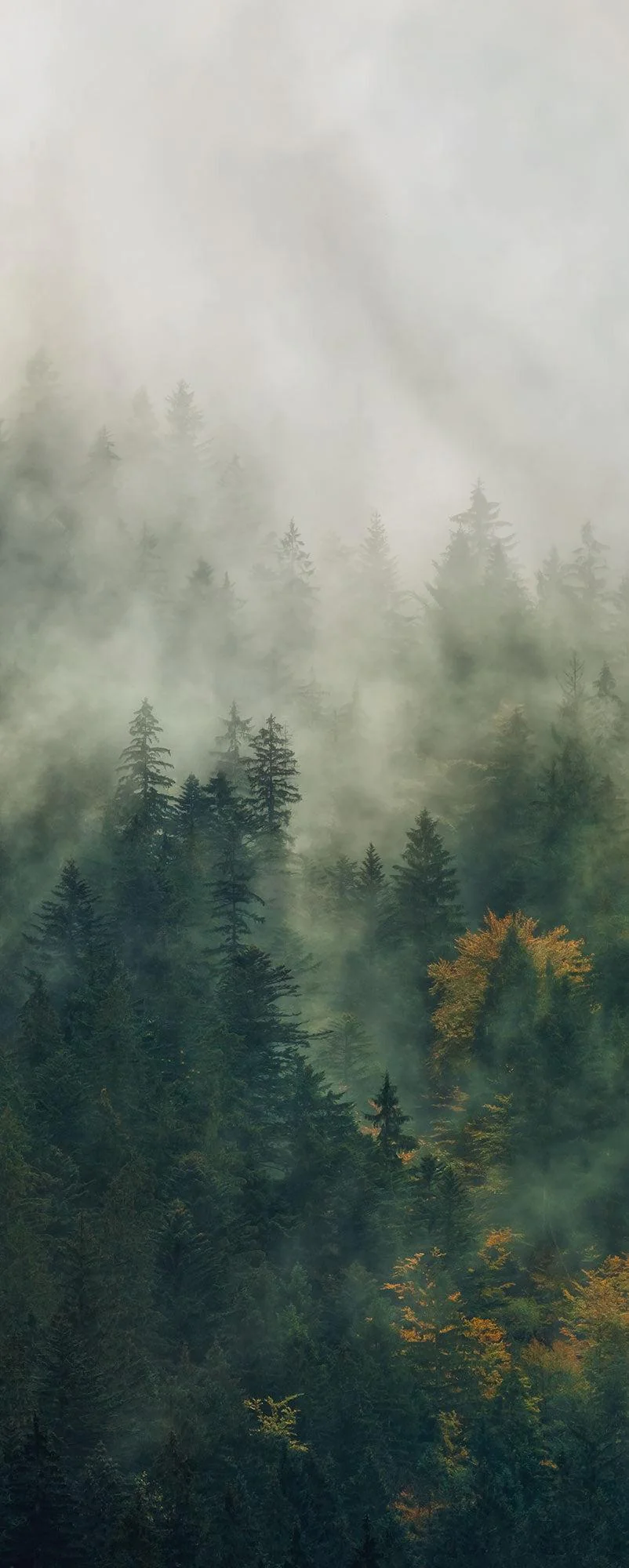 Natural Guardian Mural Wallpaper - Image 5