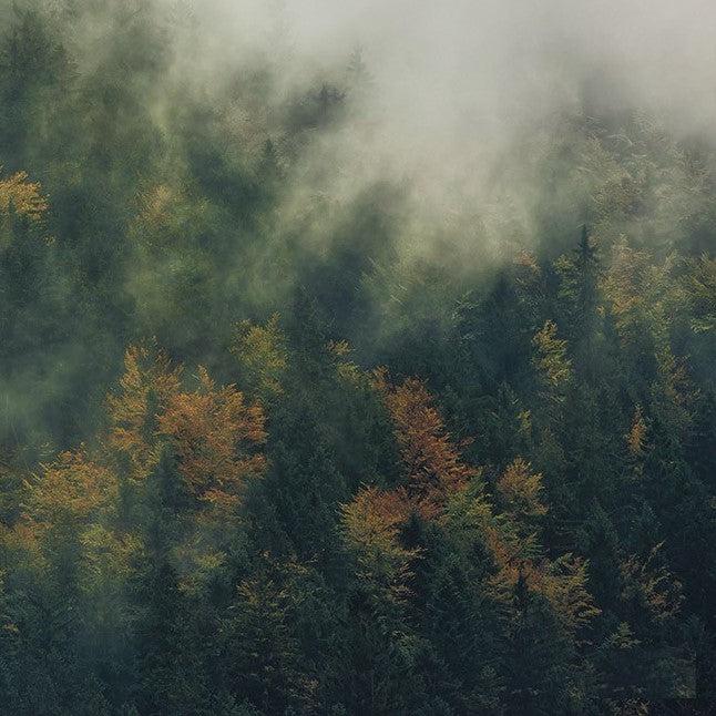 Natural Guardian Mural Wallpaper - Image 9