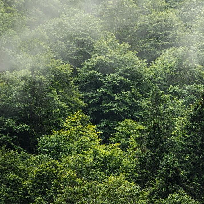 Nebbia Forest Mural Wallpaper - Image 6