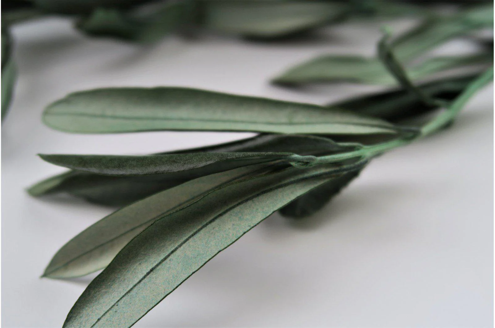 French Olive Leaf Bouquet - Image 3