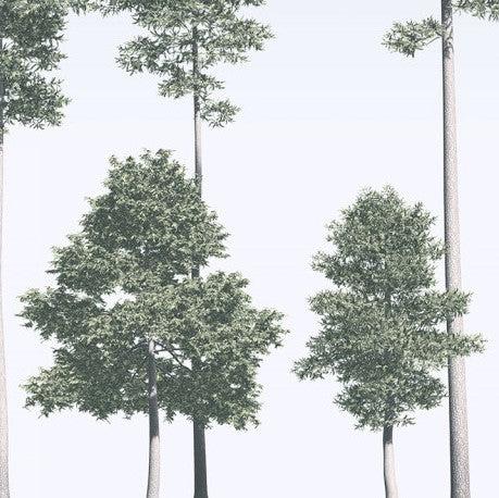 Pines Mural Wallpaper - Image 4