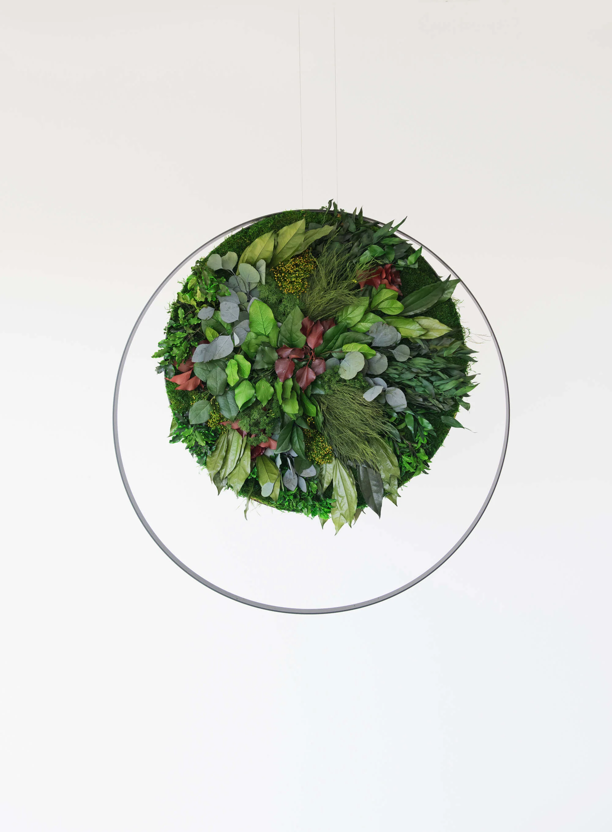 Hanging Plant and Moss Rings - Image 3