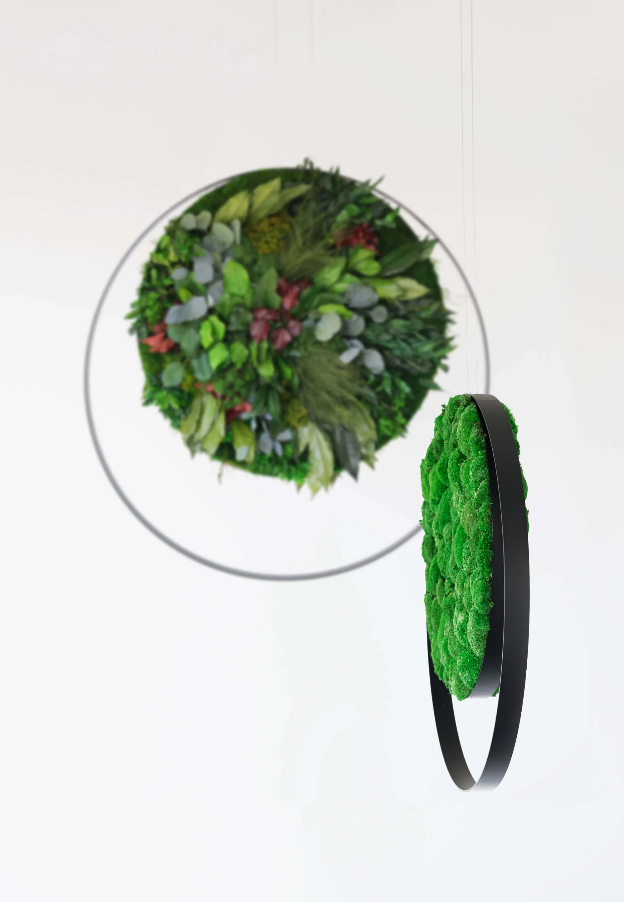 Hanging Plant and Moss Rings - Image 5