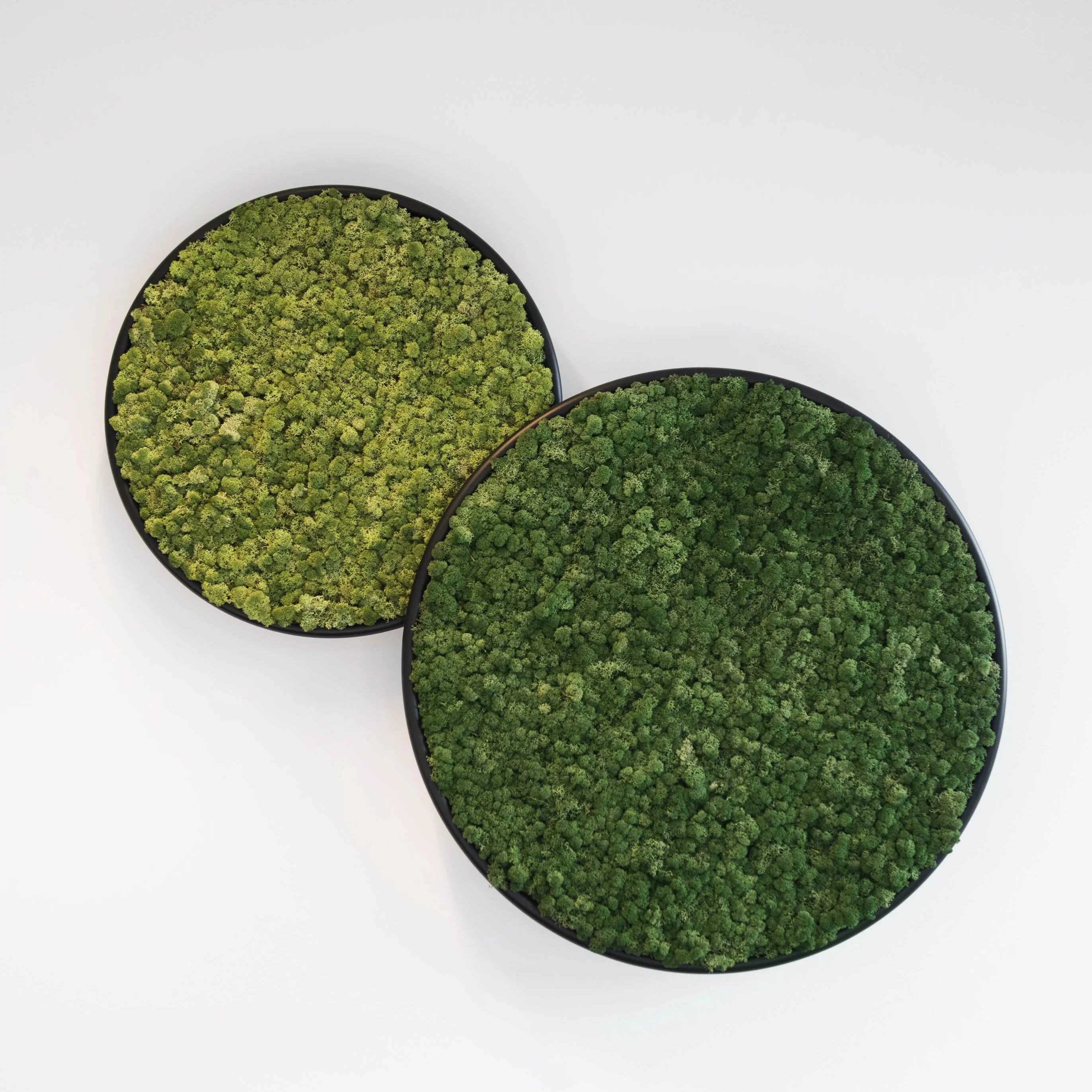 Circles Plant and Moss Wall Art - Image 7