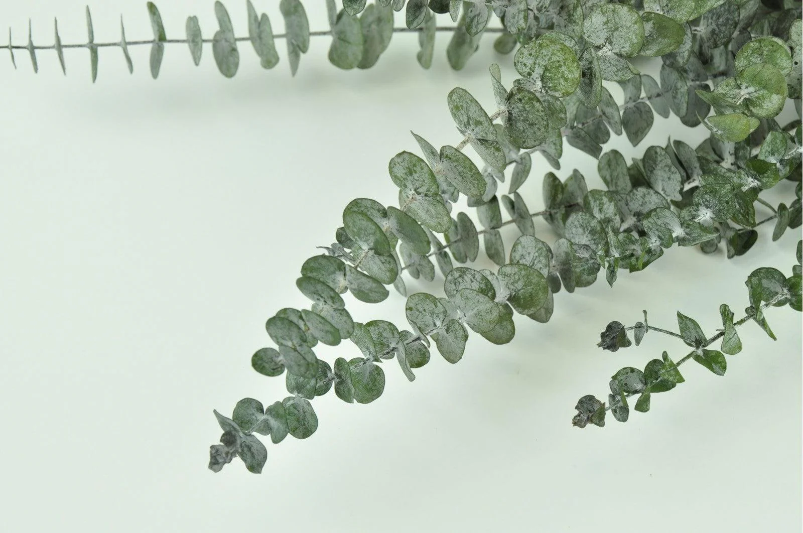 French Green Preserved Eucalyptus Bouquet - Image 3
