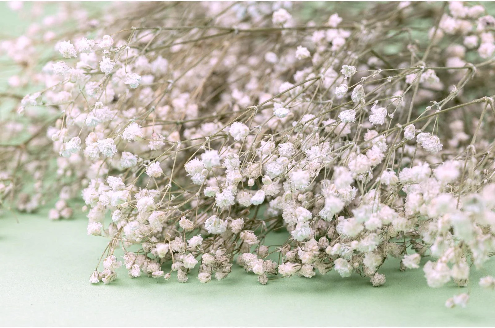 Italian Natural Preserved Gysophila Bouquet - Image 3