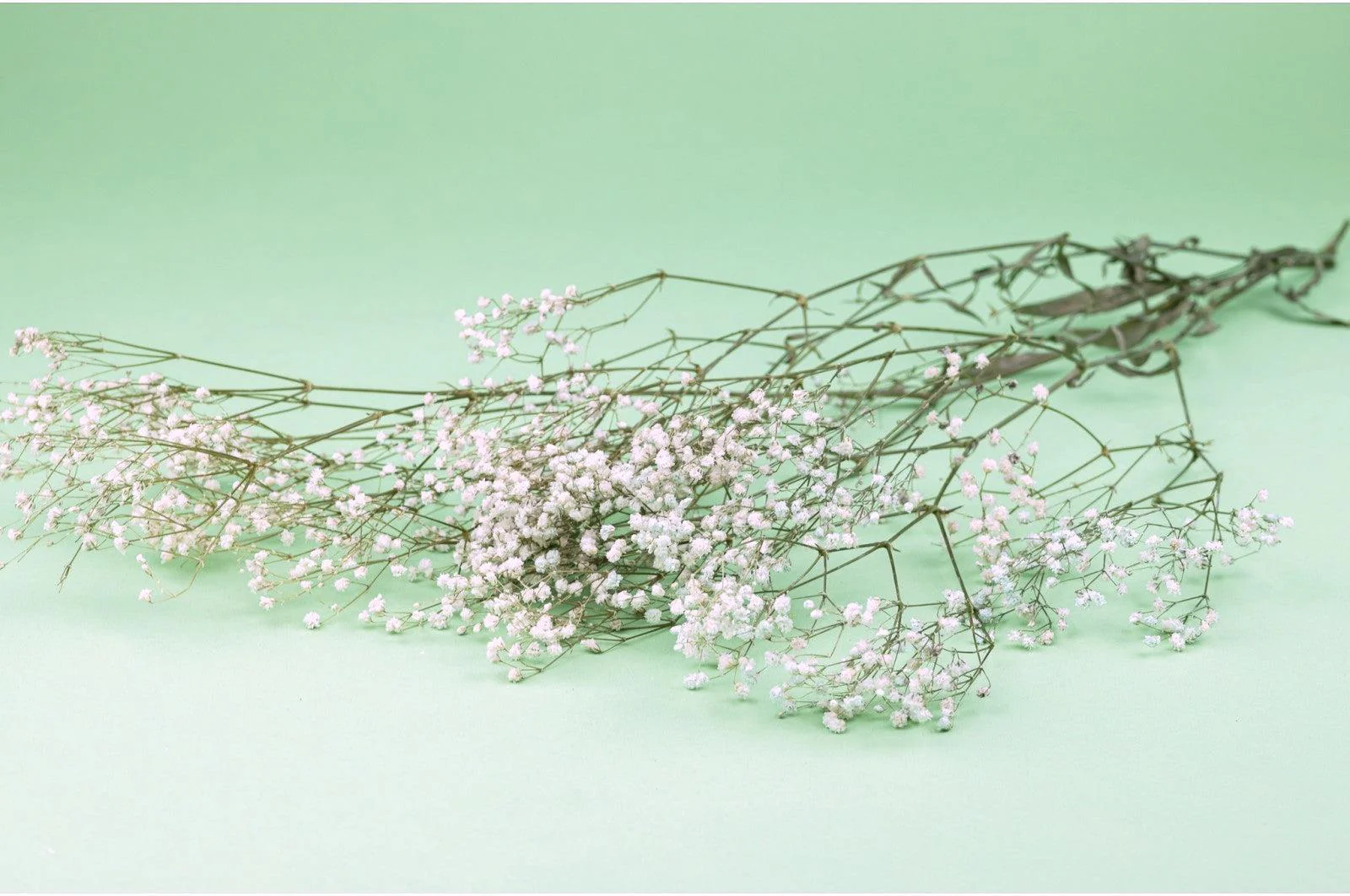 Italian Natural Preserved Gysophila Bouquet - Image 5