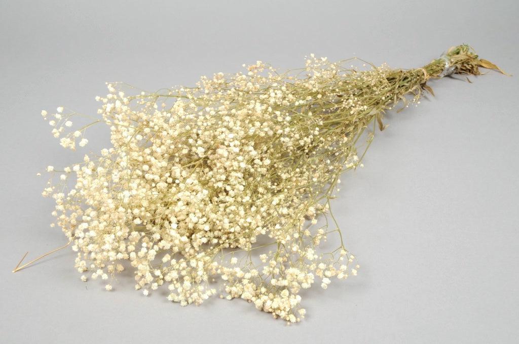 Italian Natural Preserved Gysophila Bouquet - Image 6