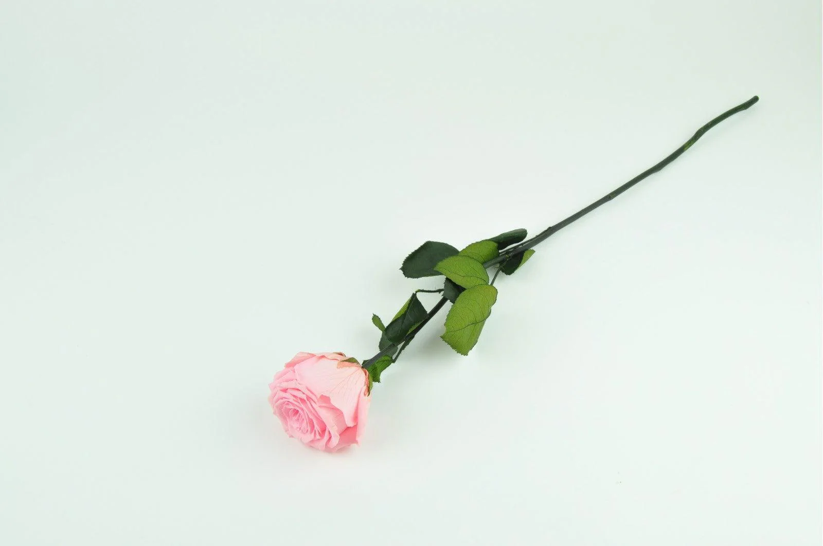 Kenyan Pink Preserved Roses - Image 3