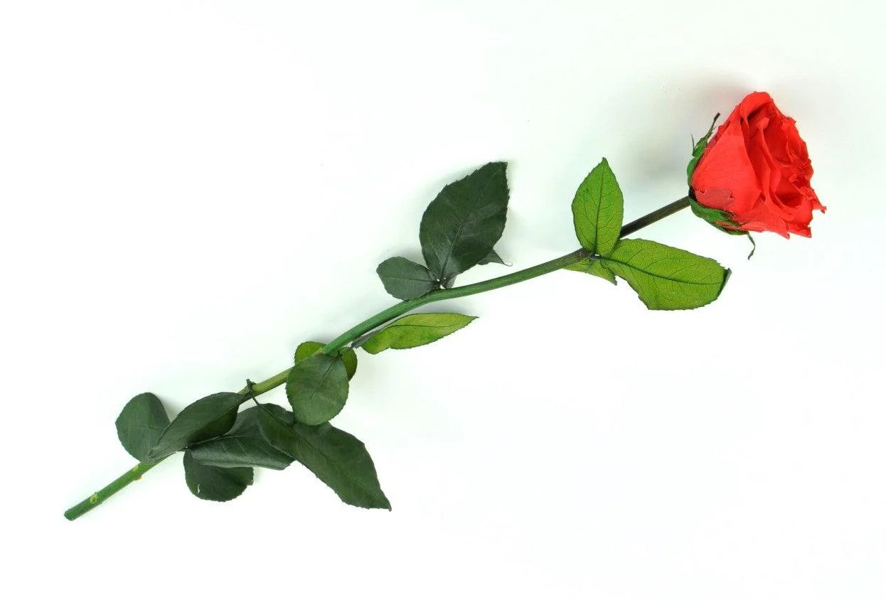 Kenyan Red Preserved Roses - Image 4