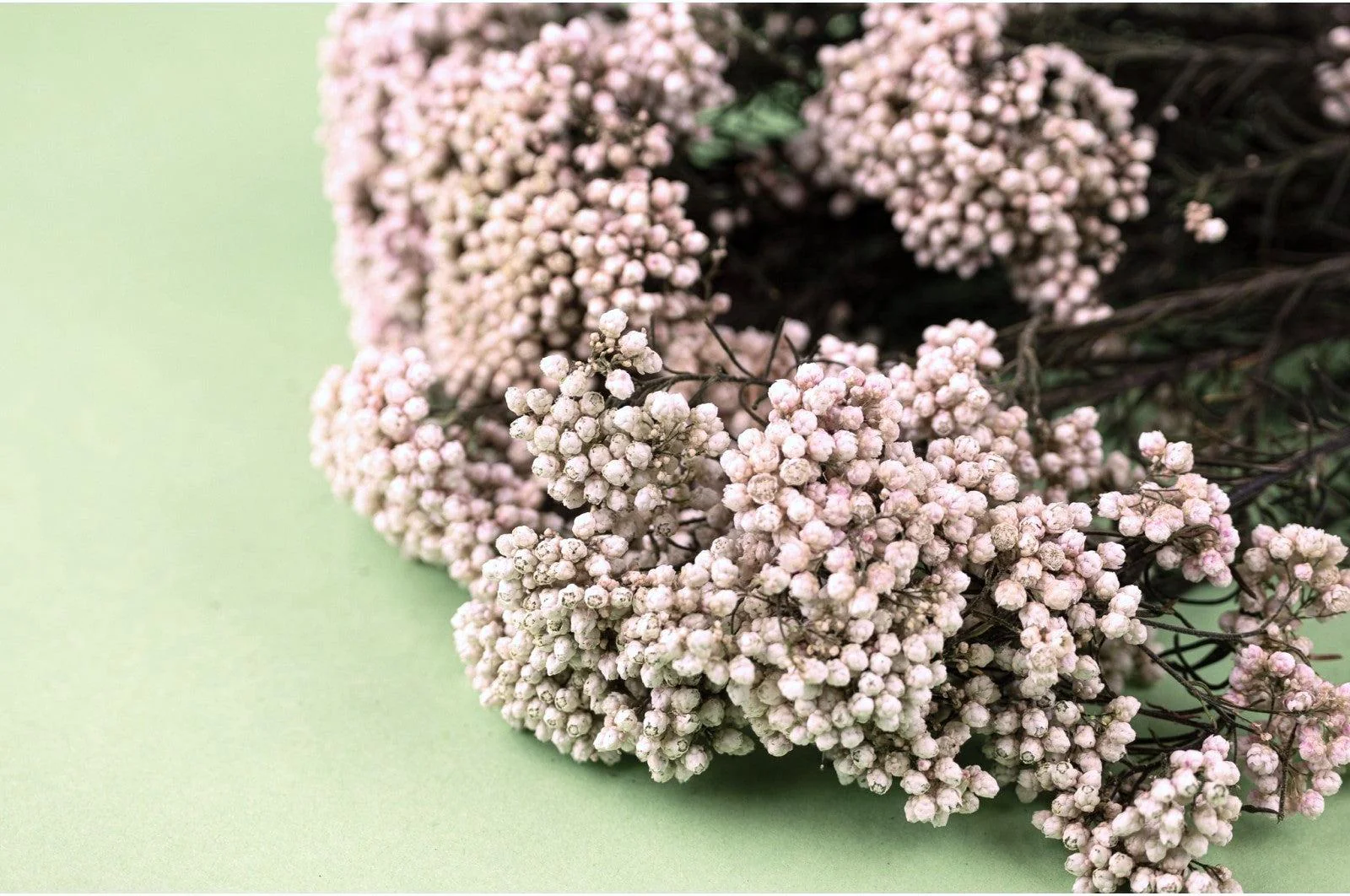 Spanish White Preserved Rice Flowers Bouquet - Image 3