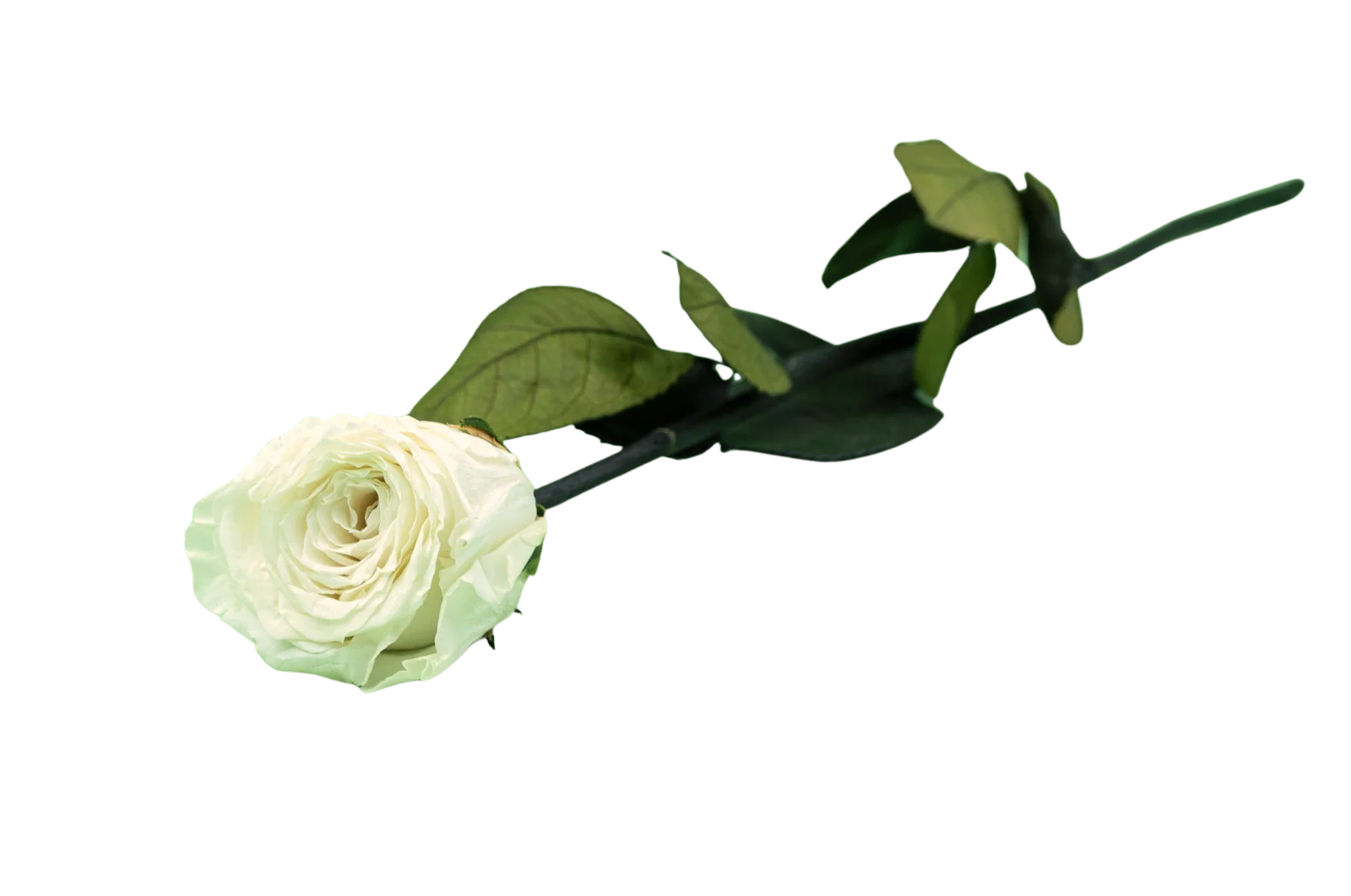 Kenyan White Preserved Roses - Image 4