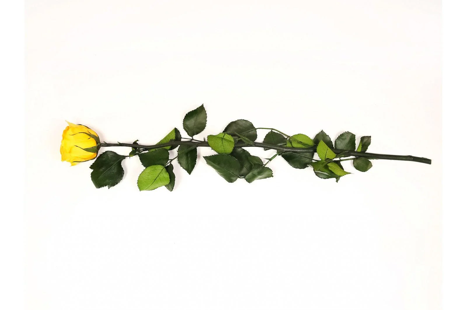 Kenyan Yellow Preserved Roses - Image 3