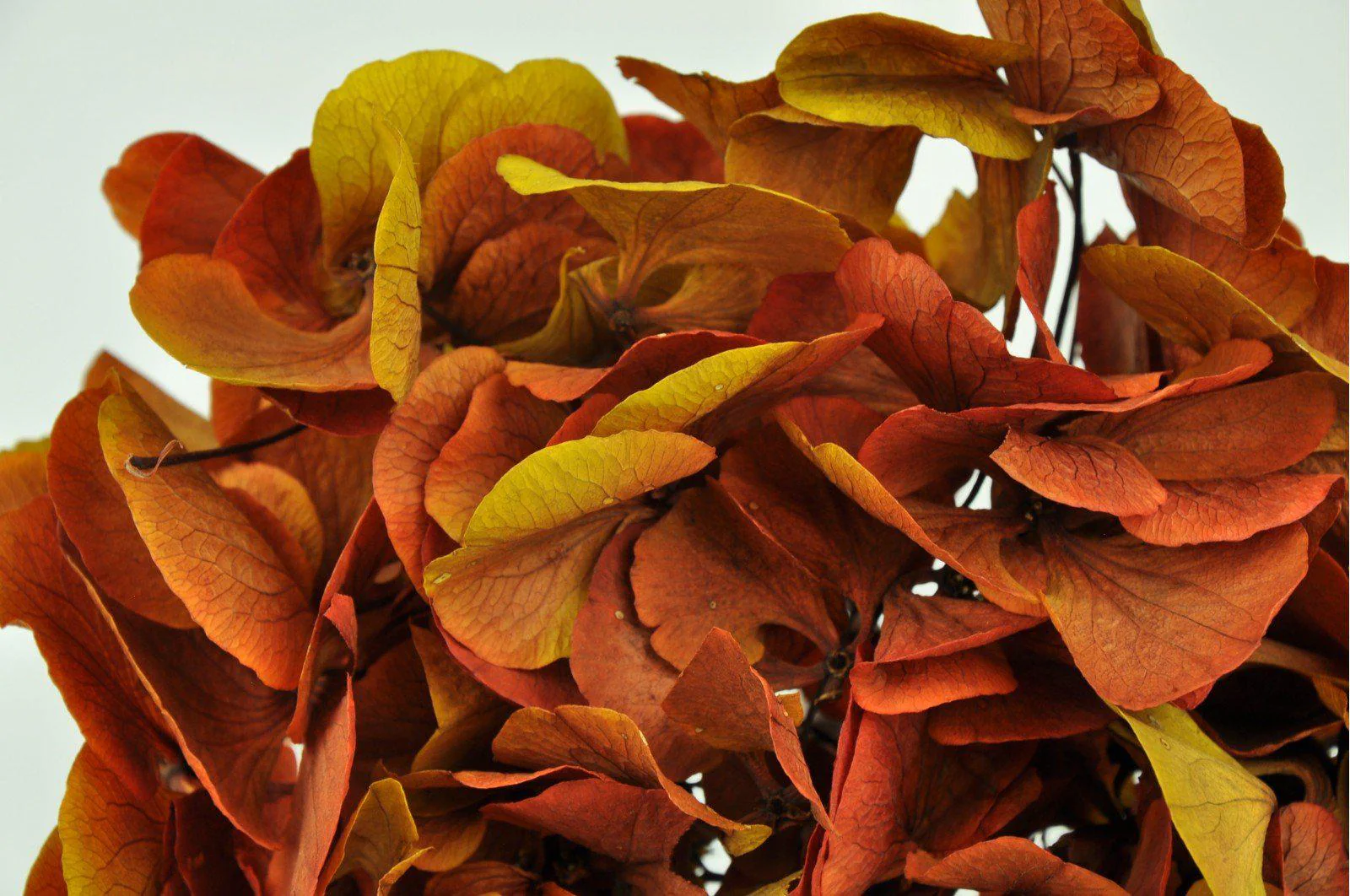 Red Safran Hydrangea Bouquets - Image 4