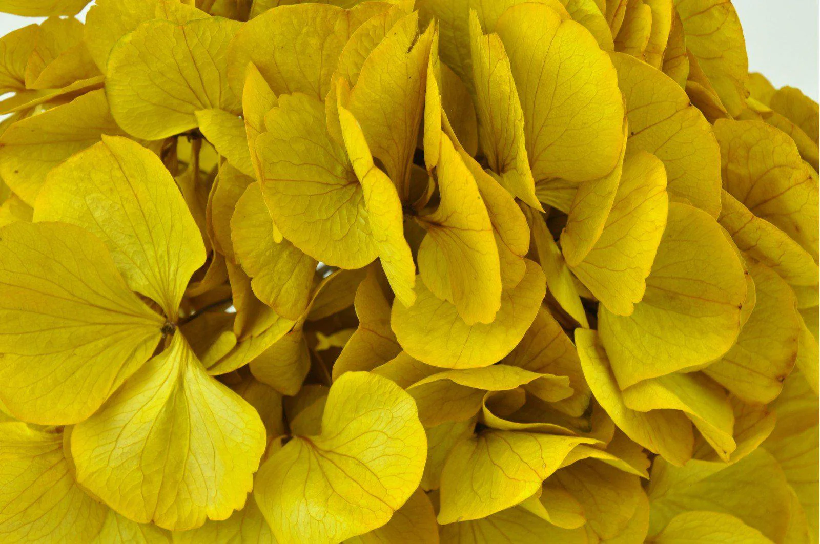 Safran Hydrangea Bouquets - Image 4